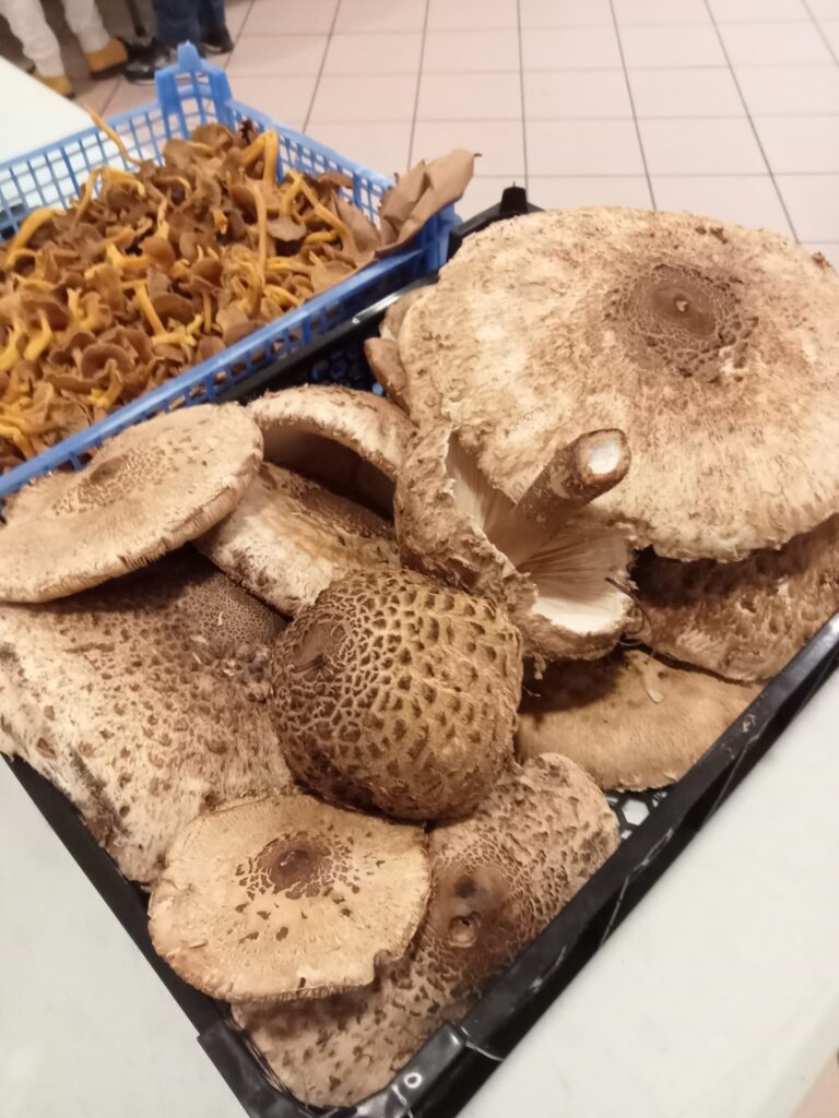 champignons le conti 2